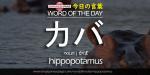 The Japanese Page Word of The Day - Hippopotamus