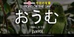 The Japanese Page Word of The Day - Parrot