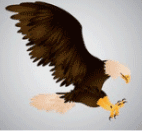 eagle