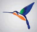 hummingbird