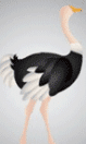 ostrich