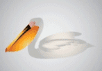 pelican
