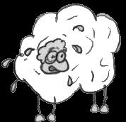 sheep