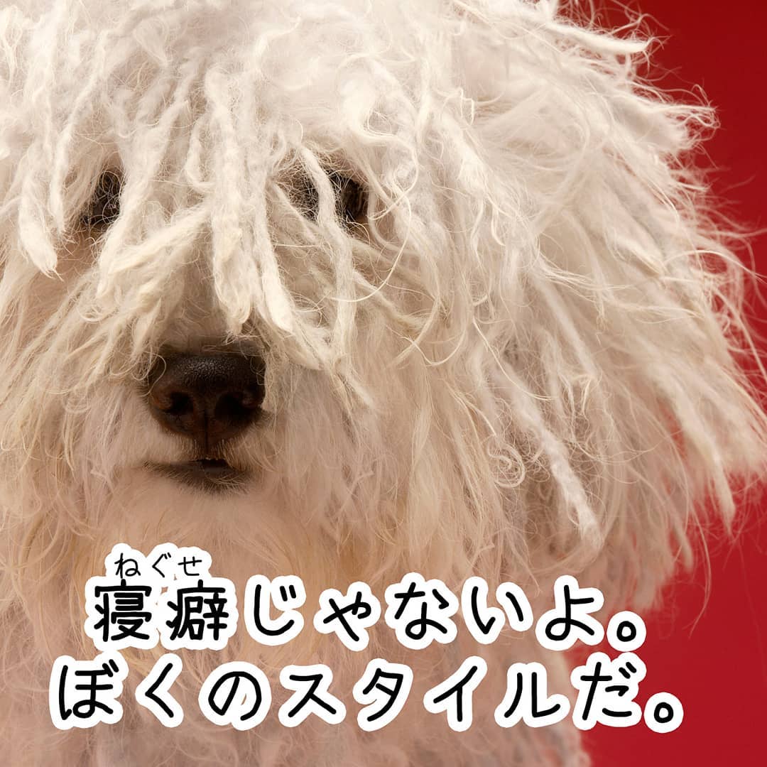 65268967_144307169979681_2043485880168722580_n_18052728712090402
