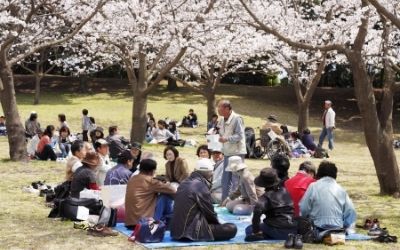hanami Japanese people enjoying Hanami