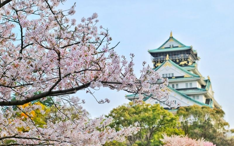 sakura